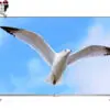 تلویزیون ال ای دی سه بعدی اسمارت ال جی مدل LG LED 3D Smart TV with webOS 55LB6700 14052403631050 lg 42lb6700 led logo copy copy