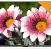 تلویزیون ال ای دی فول اچ دی سه بعدی ال جی LG TV LED 3D FULL HD IPS 32LB623 14376286764628182e606e18b5074747d42ae967a4
