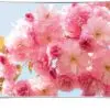 تلویزیون منحنی هوشمند سامسونگ SAMSUNG LED TV ULTRA HD 4K 55KS8500 1472550766KS8500 11