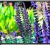 تلویزیون ال ای دی فول اچ دی ال جی LG LED FULL HD TV 49LW340 1484034892download