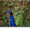 تلویزیون ال ای دی اسمارت فورکی ال جی LG LED SMSRT 4K ULTRA HD TV 65UF680 148411906765UF680 8