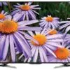 تلویزیون شارپ اندروید فورکی 50UE630X SHARP LED ANDROID TV 4K 1529382846145