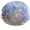 لوستر سقفی کریستالی مشکی Crystal ceiling chandelier 80CM 1580667194chandelier.4