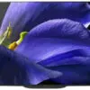 تلویزیون اسمارت ال ای دی اندروید 65 اینچ سونی Sony OLED 65A9G 1632823910sony tv 65a9g 8